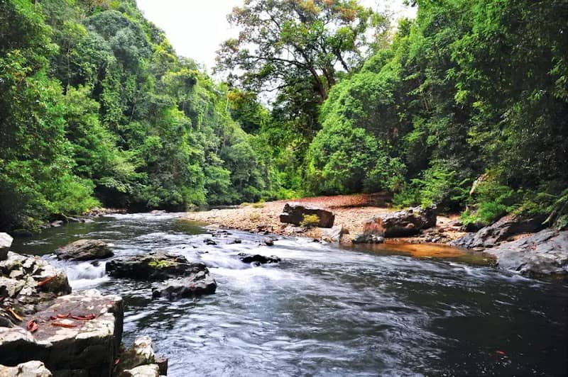 Taman Negara - Image 2