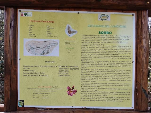 Sorbo - Image 2