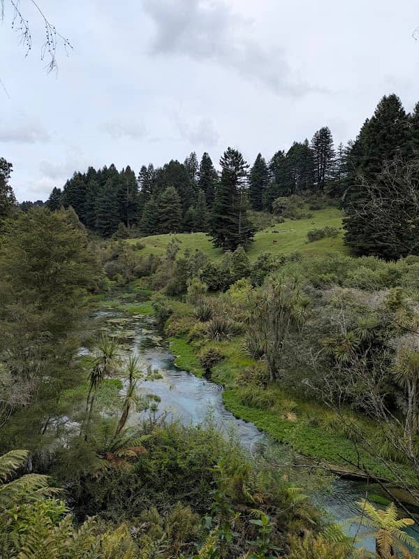 Te Waihou Blue Spring (Leslie Road entrance) - Image 2