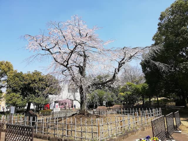 中央公園 熊谷桜(クマガイザクラ) - Image 1