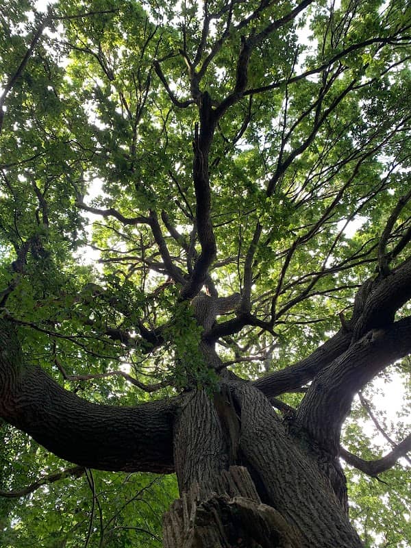 Princess Anne's Oak - Image 2
