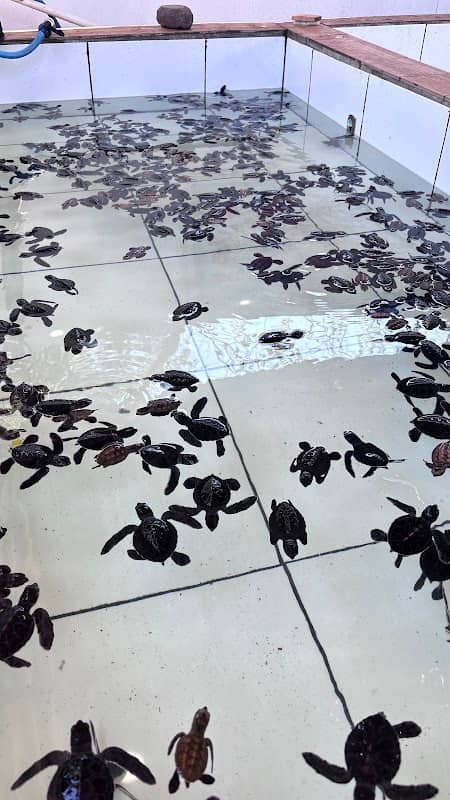 Turtle Sanctuary Gili Meno - Image 1