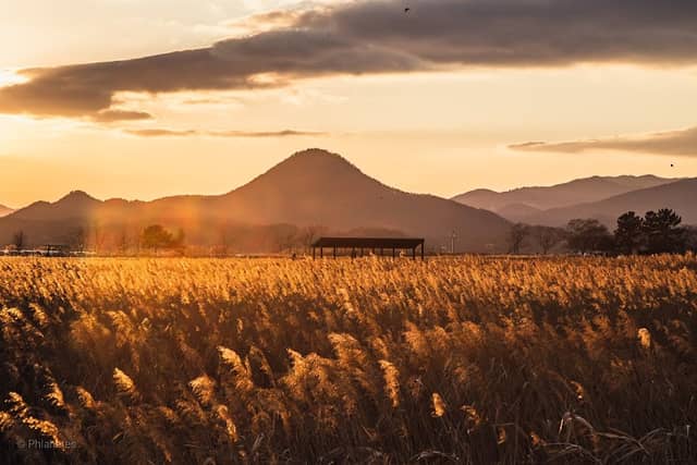 Suncheon Bay Reed Field - Image 1
