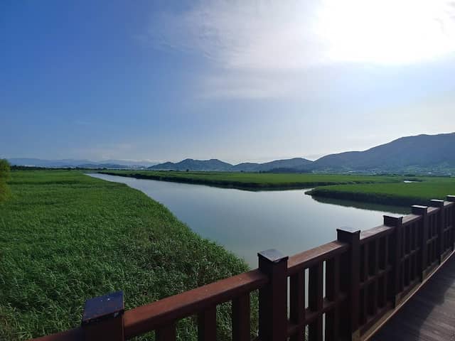 Suncheon Bay Reed Field - Image 2