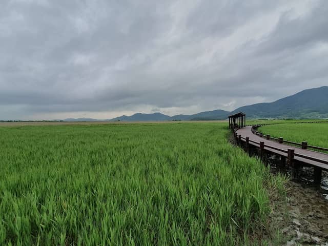 Suncheon Bay Reed Field - Image 3