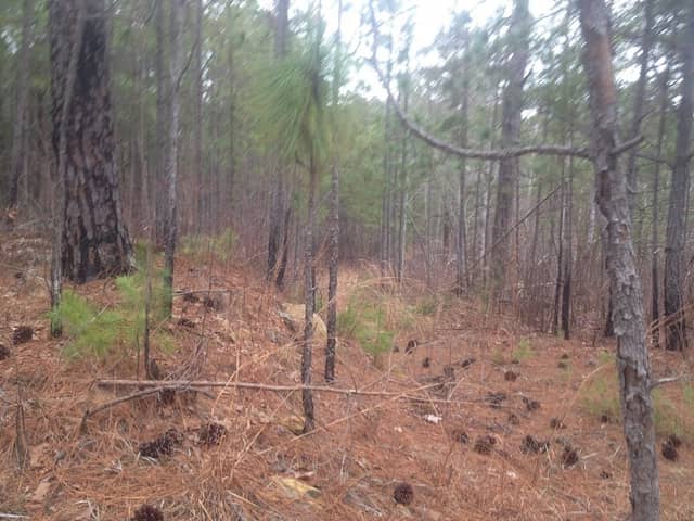 HIgh Point of the Pinhoti Trail/Heflin Spur - Image 1