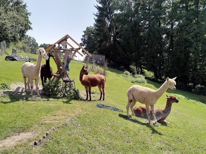 Alpakapark am Langen Weg - Image 2
