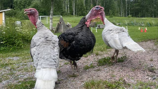 Farm Animal Yard Lönneberga - Image 1