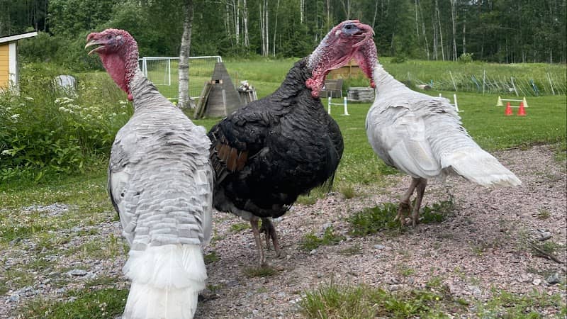 Farm Animal Yard Lönneberga - Image 1