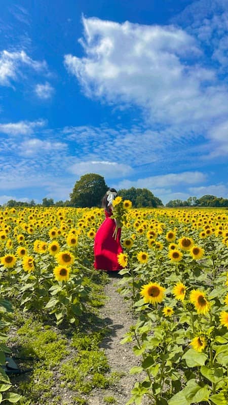 Barlow Sunflower Fields - Image 1