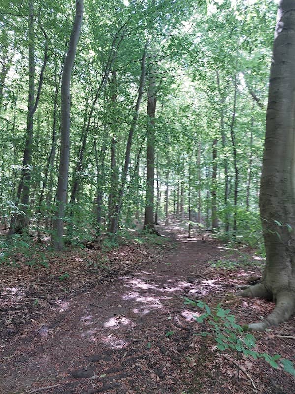 Dageløkke forest - Image 1