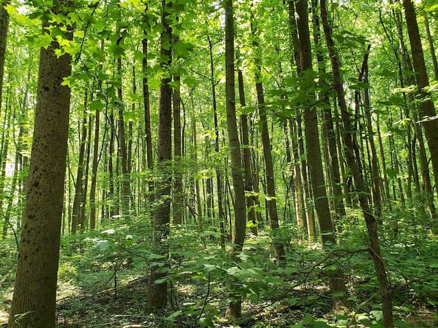 Whitemarsh Park - Image 2