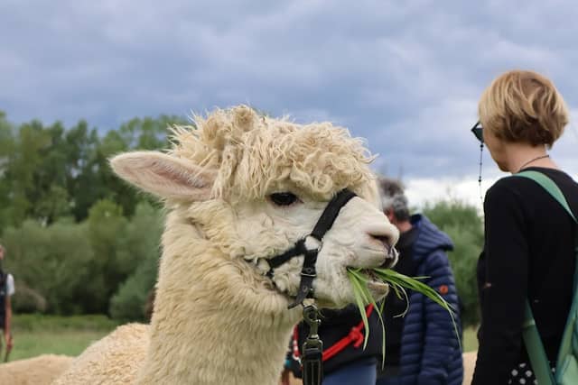 Albus Alpaca - Image 1