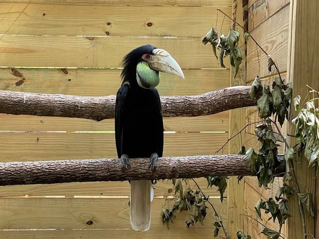 North Florida Wildlife Center - Image 3