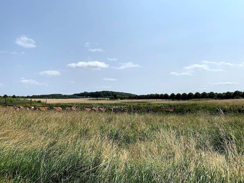 Hindsgavl Dyrehave - Image 2