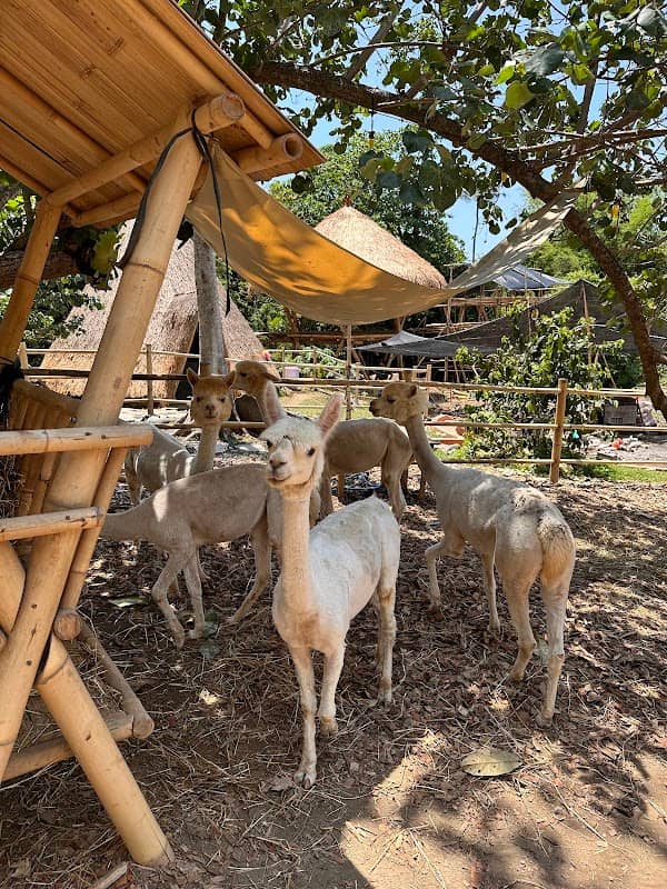 Pacha alpaca - Image 1