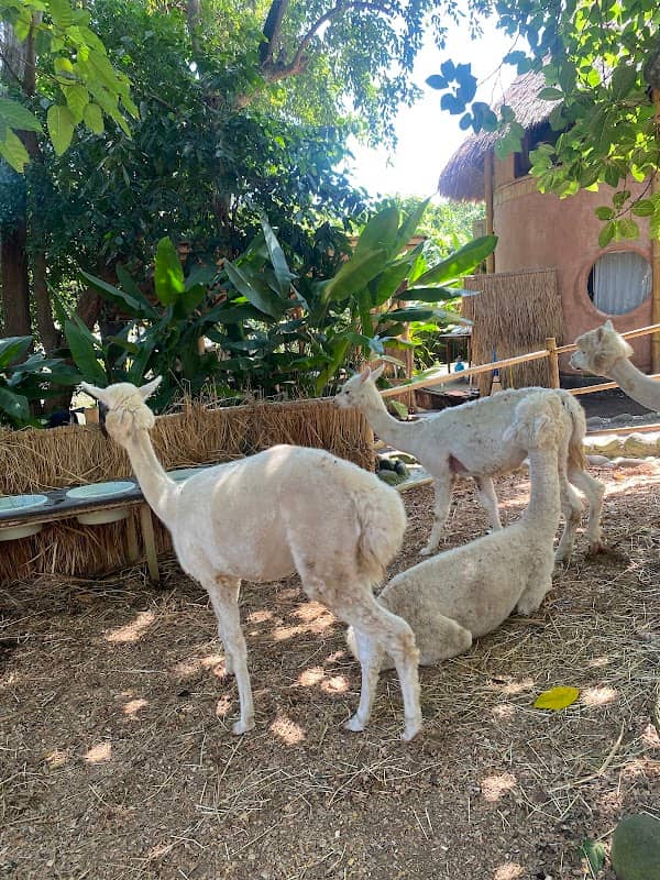 Pacha alpaca - Image 2