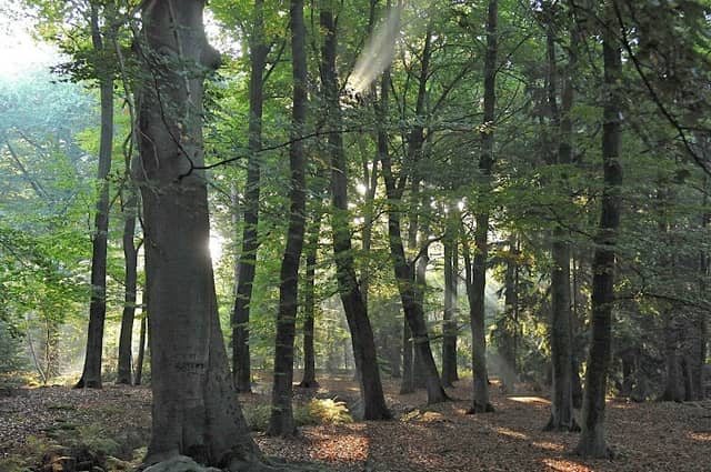 Nature Cemetery "Forest of the Holy Spirit" - Image 1
