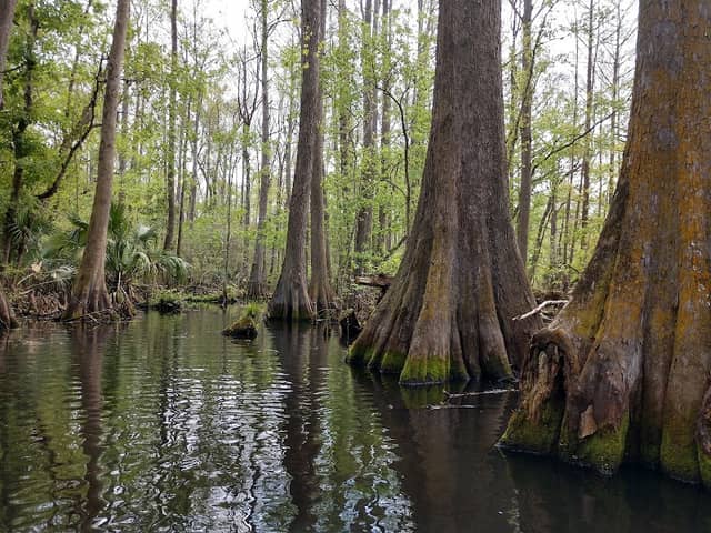 Jumper Creek Wildlife Management Area - Image 1