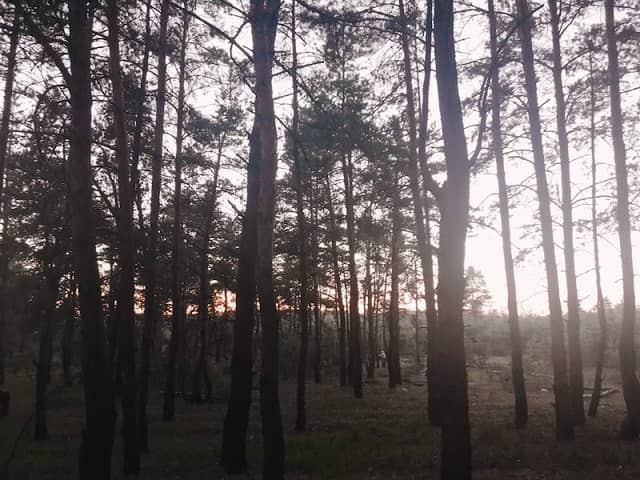 Semeynyy Park - Image 1