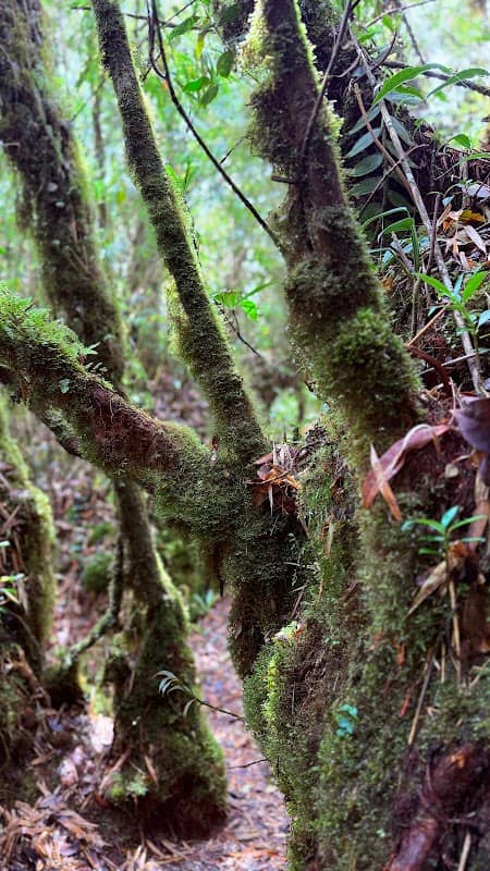 Gunung Ulu Semangkok - Image 1