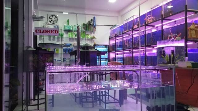 Golden aquarium - Image 1