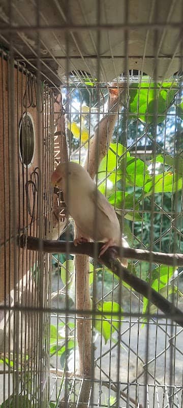 SACHIDEN's Mini Aviary - Image 1