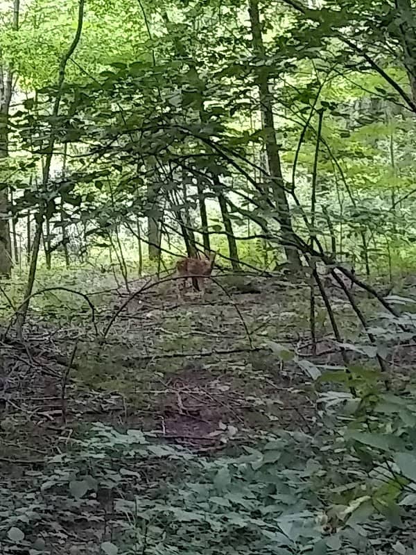 Sandusky Hollow - Image 2