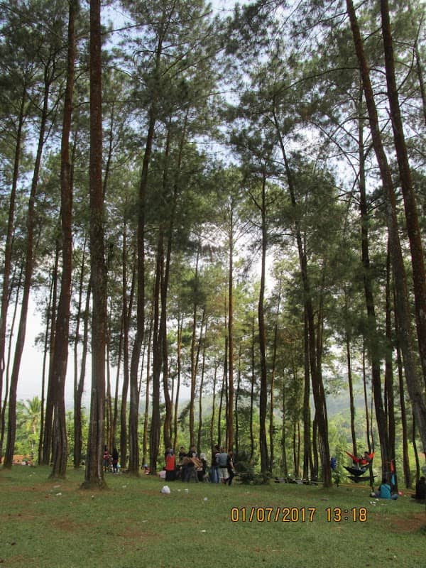 Taman pines - Image 1