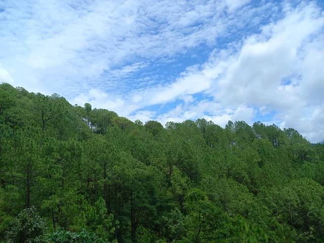 Salleri ban सल्लेरी बन - Image 1