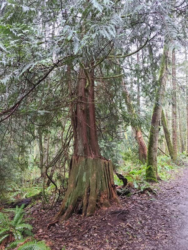 Anacortes Community Forest Lands North - Image 2