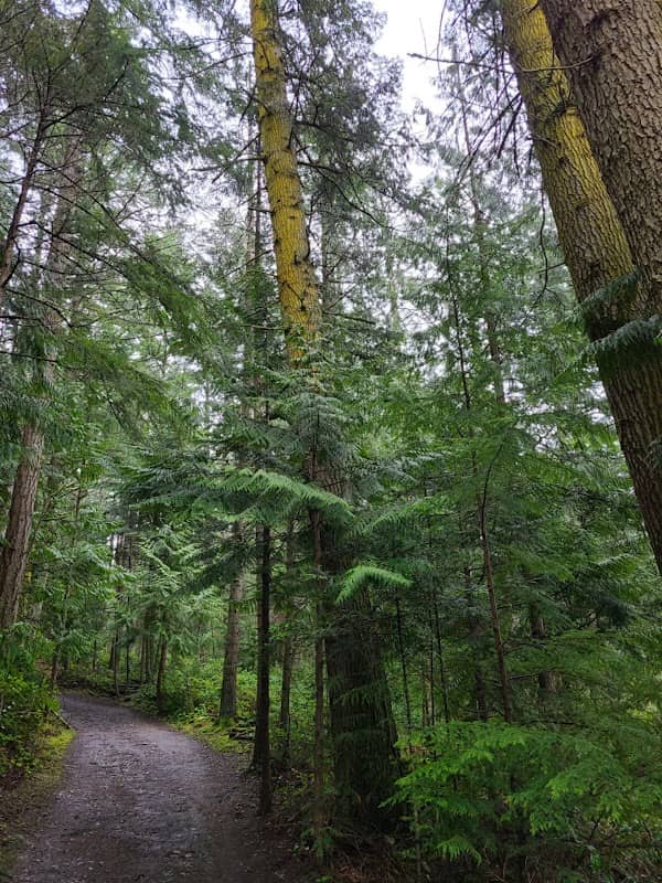 Anacortes Community Forest Lands North - Image 3