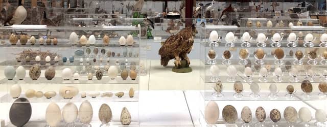 Western Foundation of Vertebrate Zoology - Image 2