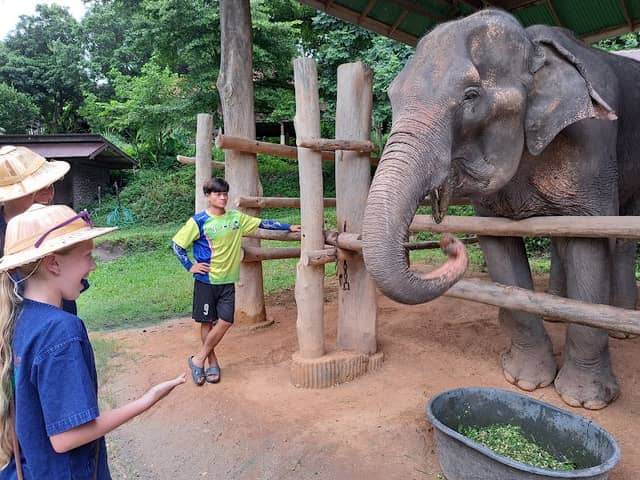 Thai Elephant Care Center - Image 1