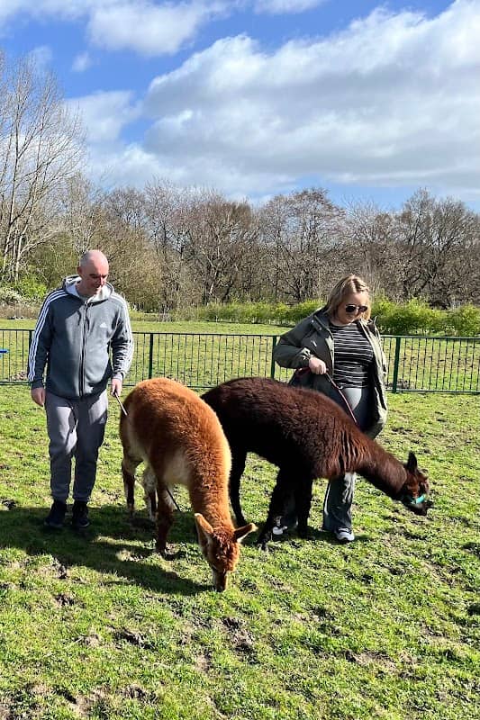 Stockport Alpacas - Image 1