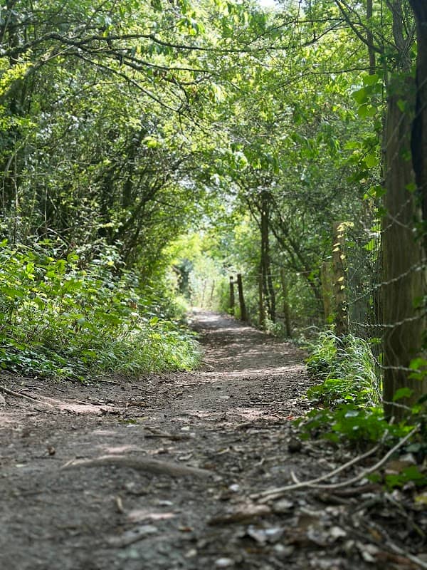 Surrey Hills View - Image 2