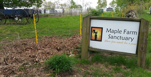 Maple Farm Sanctuary - Image 2