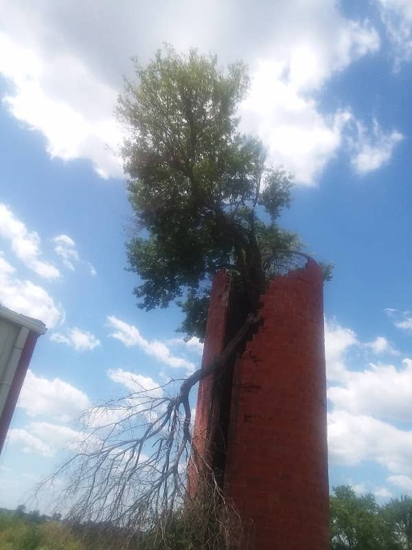 Tree growing from silo. - Image 1