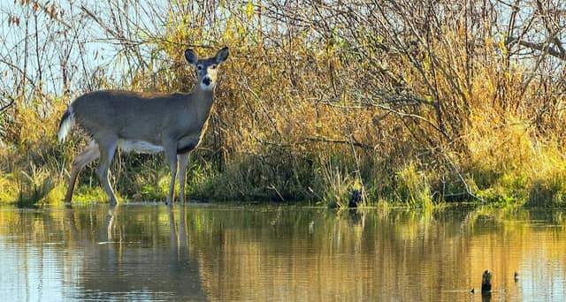 Hullett Provincial Wildlife Area - Image 2