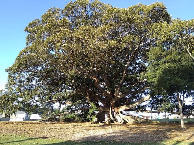 Giant Tree - Image 1