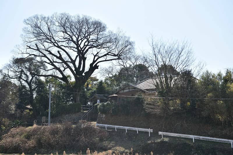 土穴のエノキ - Image 1