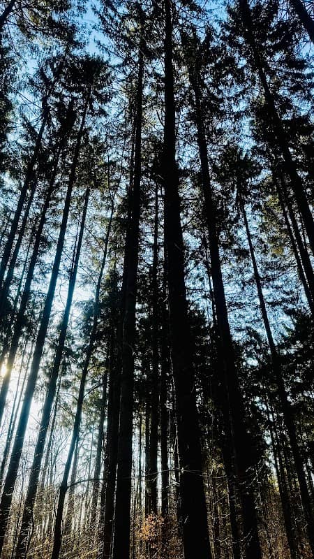 Ambler State Forest - Image 1