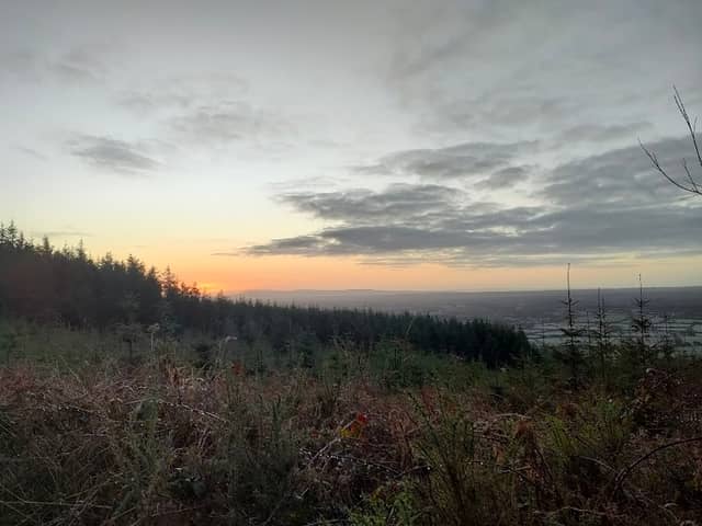 Ballinruane Wood - Image 1