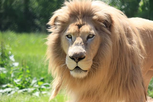 Nasu Safari Park - Image 1