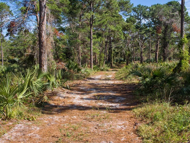 Seacrest Scrub Natural Area - Image 2
