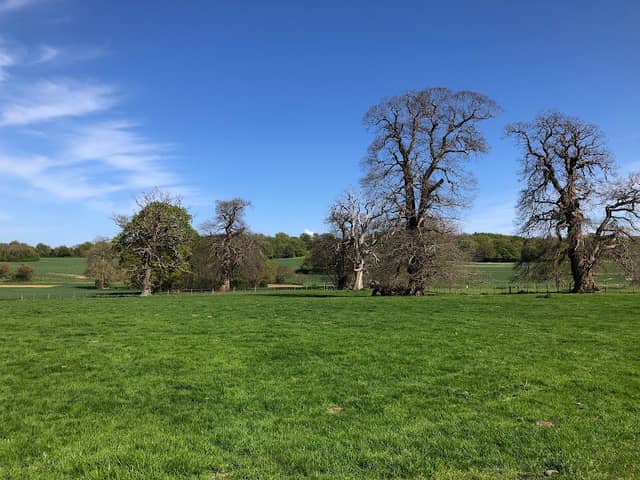Deans Oak Tree Fredville Park - Image 2