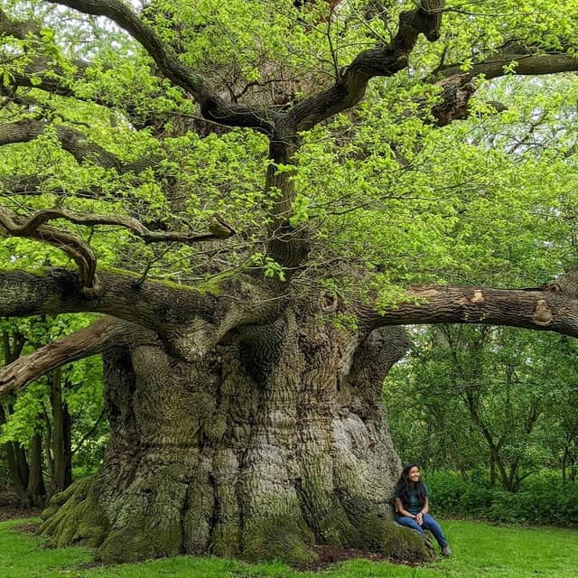 Deans Oak Tree Fredville Park - Image 1