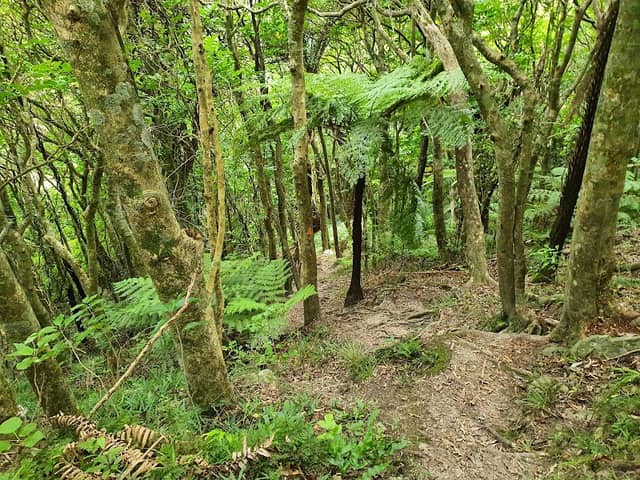 Te Au Track - Image 2
