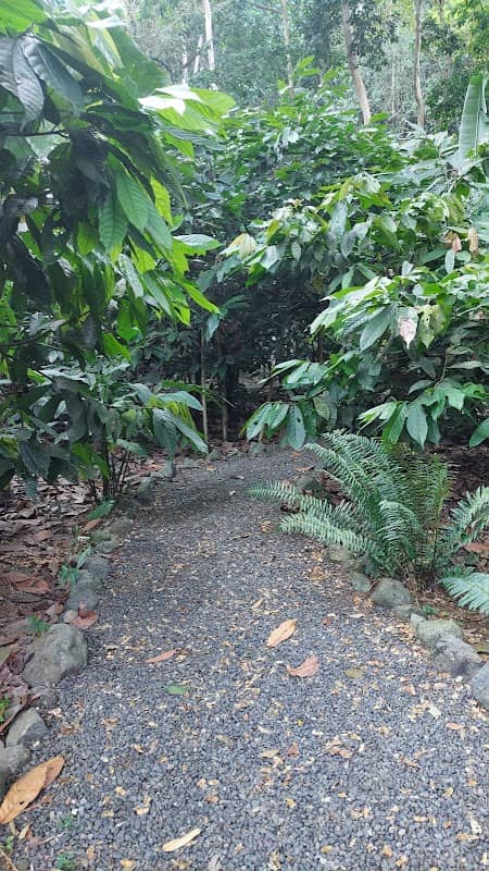 Cacao Santo - Image 1