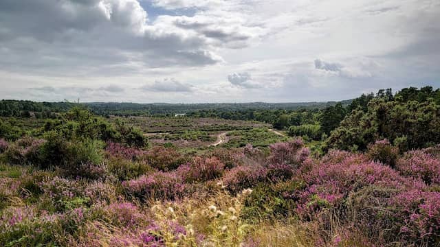 Frensham Little Pond - Image 3